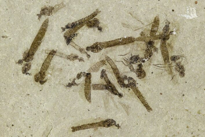 Fossil Crane Fly (Pronophlebia) Cluster - Green River Formation, Utah #111394